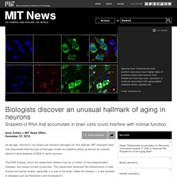 Biologists discover an unusual hallmark of aging in neurons