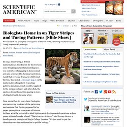 Biologists Home in on Tiger Stripes and Turing Patterns [Slide Show]