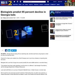 WSBTV 07/03/16 Biologists predict 95 percent decline in Georgia bats