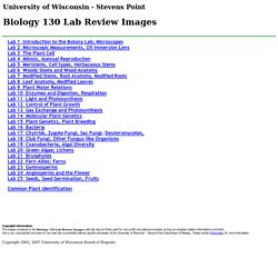 Biology 130 Lab Illustrations