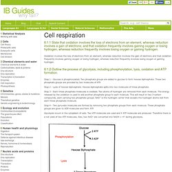 IB Biology Notes - Cell Respiration HL