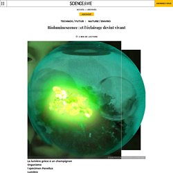Bioluminescence : et l'éclairage devint vivant