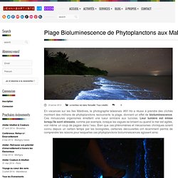Plage Bioluminescence de Phytoplanctons aux Maldives