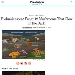 Bioluminescent Fungi: 12 Mushrooms That Glow in the Dark