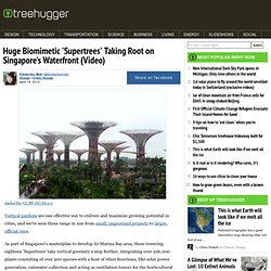 Huge Biomimetic 'Supertrees' Taking Root on Singapore's Waterfront (Video)