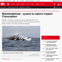 Biomimétisme : quand la nature inspire l'innovation