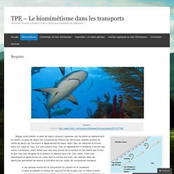 TPE - Le biomimétisme dans les transports