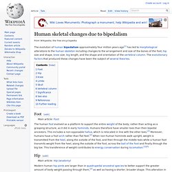 Human skeletal changes due to bipedalism