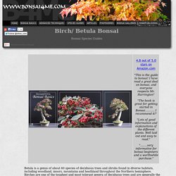 Birch Bonsai Species Guides