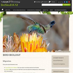 Bird Biology