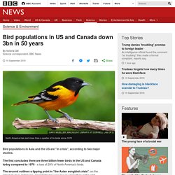 Bird populations in US and Canada down 3bn in 50 years