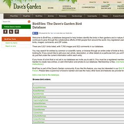 BirdFiles - Bird Identification Guide with Bird Pictures - Dave's Garden
