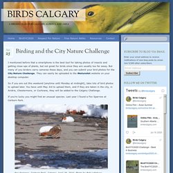 Birding and the City Nature Challenge - Birds Calgary