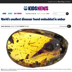 Small birdlike dinosaur head found embedded in amber in Myanmar