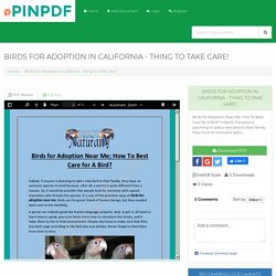 Birds For Adoption In California - Thing To Take Care!