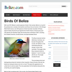 Birds of Belize and Central America