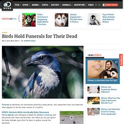 Birds Hold Funerals for Their Dead