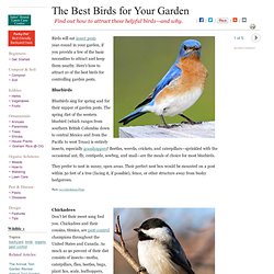 Top 10 Birds for Your Garden