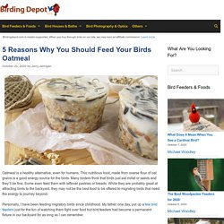 Can Birds Eat Uncooked Oatmeal (Top 5 Reasons)