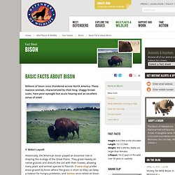 Bison Facts, Bison Video - Defenders of Wildlife