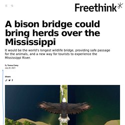 A bison bridge could bring herds over the Mississippi