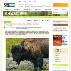 Why Can’t Bison Roam on Public Lands?