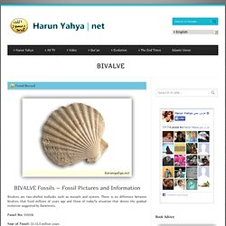 BIVALVE Fossils – Fossil Pictures and Information