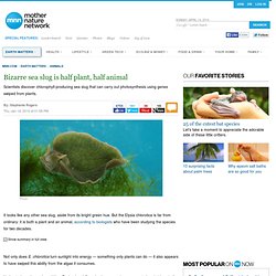 Bizarre sea slug is half plant, half animal