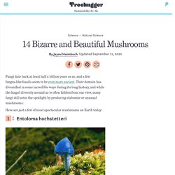 14 Bizarre and Beautiful Mushrooms