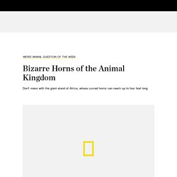 Bizarre Horns of the Animal Kingdom
