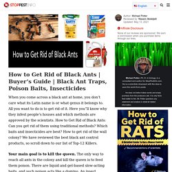How to Get Rid of Black Ants: 12 Best Black Ant Killers in 2021