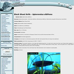 Black Ghost Knife - Apteronotus albifrons