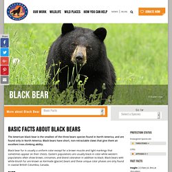 Basic Facts About Black Bears