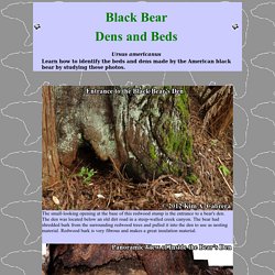 Black Bear Dens and Beds - How to Identify Them