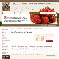 Black Currant Plants for Sale Ben Sarek