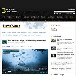 Bait and Black Magic: Shark Fishing Woes in Fiji