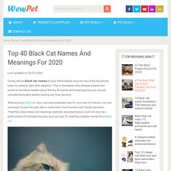 Top 40 Black Cat Names And Meanings For 2020 - WewPet