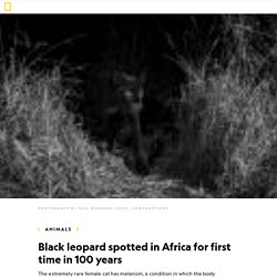 Black leopard spotted in Africa for first time in 100 years