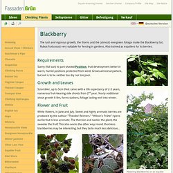Blackberry - Rubus fruticosus