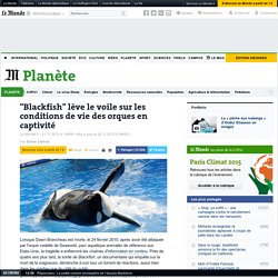 "Blackfish" lève le voile sur les conditions de vie des orques en captivité