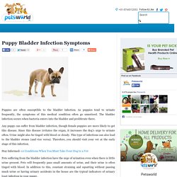 Puppy Bladder Infection Symptoms