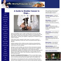 Bladder Cancer in Dogs - A top guide to the signs and symptoms of this condition