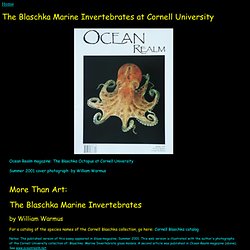 Blaschka Sea Creatures Cornell Warmus