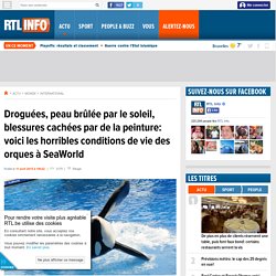 Droguées, peau brûlée par le soleil, blessures cachées par de la peinture: voici les horribles conditions de vie des orques à SeaWorld - RTL Info
