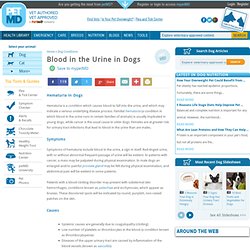 Blood in the Urine in Dogs