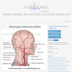 Blood supply of the head and neck