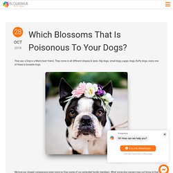 Which Blossoms That Is Poisonous To Your Dogs?