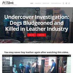 Dogs Bludgeoned and Killed in Leather Industry