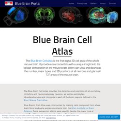 Blue Brain Cell Atlas – Blue Brain Portal