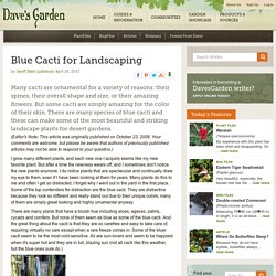 Blue Cacti for Landscaping - Dave's Garden